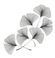 ginkgo biloba leaves vector image vector image