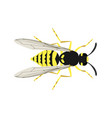 vespula vulgaris - common wasp - worker - flat vector image vector image
