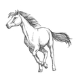 white horse freely running sketch portrait vector image