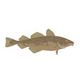 gadus morhua - atlantic cod - side view vector image vector image