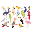 flat parrots and tropical jungle birds flying vector image