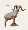 argali or mountain sheep species ovis vector image