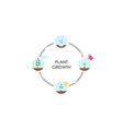 timeline infographic planting tree process vector image