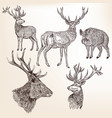 set of detailed hand drawn animals vector image vector image