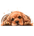 american cocker spaniel sticker on wall vector image vector image