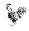 hand drawn rooster vector image vector image