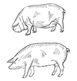 pig pen drawing vector image