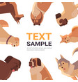 group purebred dogs furry human friends home vector image vector image