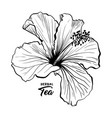 hawaiian hibiscus fragrance flower or mallow rose vector image