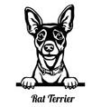 rat terrier peeking dog - head isolated on white vector image