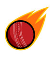 sport ball fire cricket vector image vector image