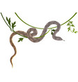 ladge tropical snake crawling on vine isolated vector image