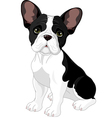 french bulldog vector image