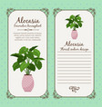 vintage label with alocasia plant vector image