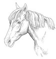 horse portrait-18 vector image