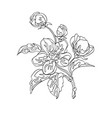 apple floral ornament vector image vector image