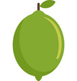 lime fruit icon flat isolated vector image
