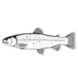rainbow trout fish black and white vector image vector image