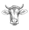 cow vector image