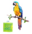 watercolor style of bird vector image