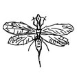 snakefly drawing on white background vector image