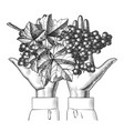 female hand with bunch grapes vector image vector image