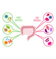 poster of intestinal flora gut health vector image vector image