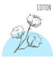 cotton sketch botanical plant vector image vector image