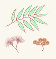 eucalyptus blue agonis thyme asparagus herbal vector image vector image