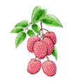 litchi watercolor branch vector image vector image