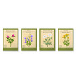 wildflowers isolated set vector image