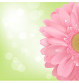 gerbera vector image vector image