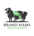 cow dna design vector image