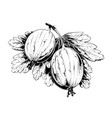 hand drawn sketch of gooseberry in black isolated vector image vector image