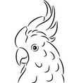 printable triton cockatoo parrot printable triton cockatoo parrot