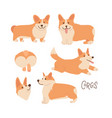 cute and happy welsh corgi set in different poses vector image