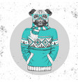 retro hipster animal pug-dog dressed in pullover vector image
