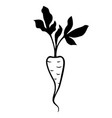 root parsley silhouette icon vector image