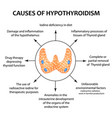 Causes thyroid hypothyroidism infographics Vector Image