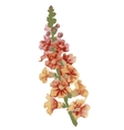hand painted flower vector image