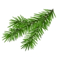 green lush spruce branch fir vector image