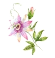 watercolor passion flower vector image