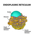 Endoplasmic reticulum structure infographics Vector Image