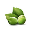 green walnuts with leaves isolated on a white vector image vector image