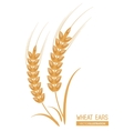 wheat ears design farm and agriculture concept vector image