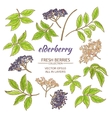 elderberry set vector image vector image