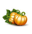 pumpkins with leaves isolated on white background vector image