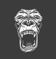 face of gorilla isolated on white vector image