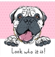 funny cartoon hipster dog bullmastiff vector image
