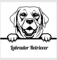 labrador retriever - peeking dogs breed face vector image